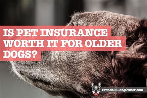 can you get pet insurance for an older dog